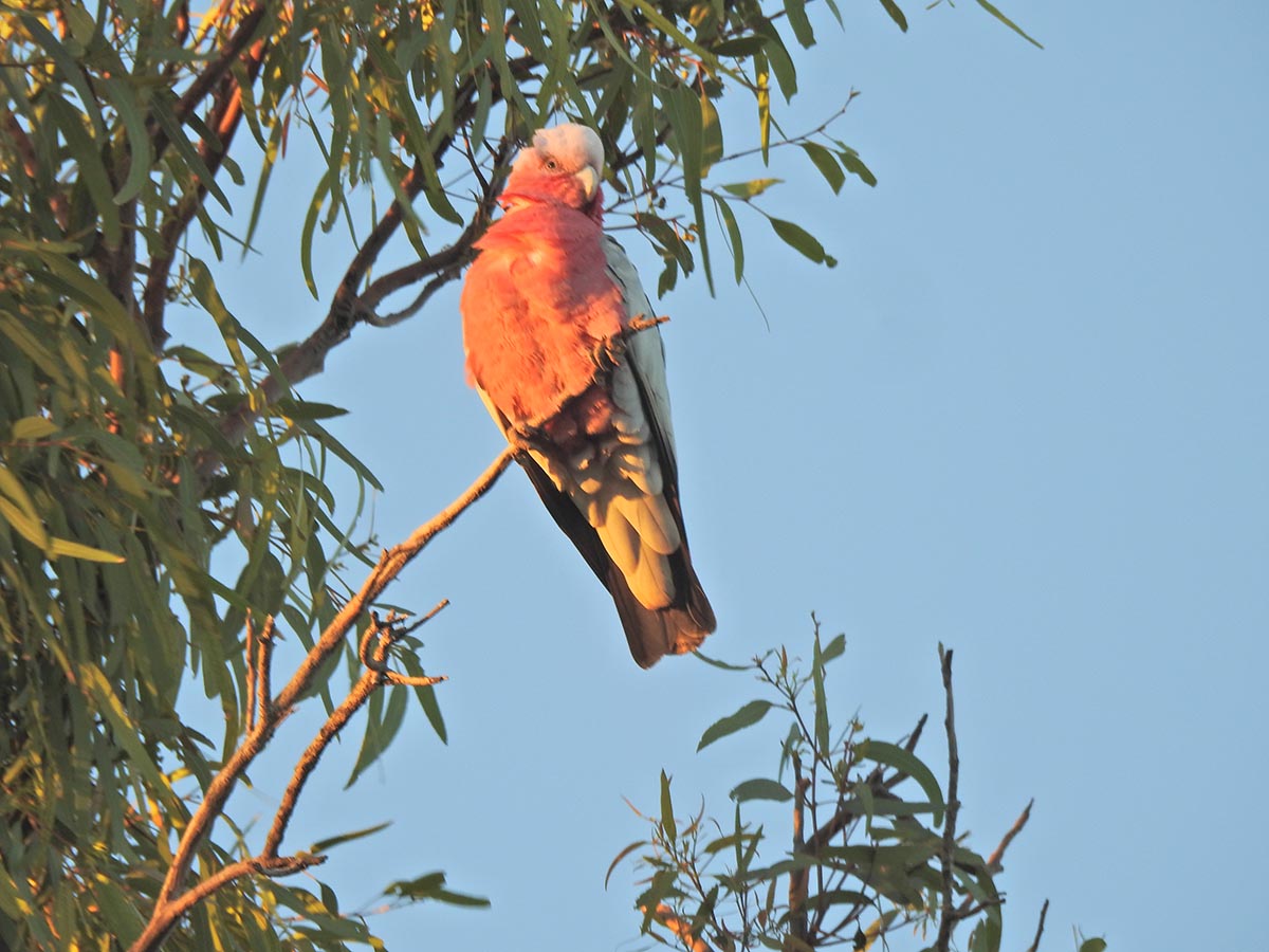 Local Galah