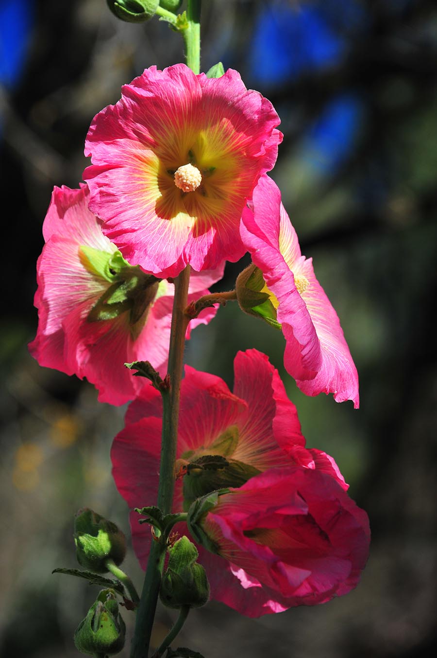 Hollyhocks in bloom
